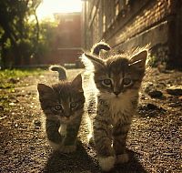 Fauna & Flora: kitten