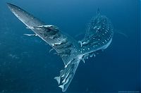 TopRq.com search results: Underwater world by Alexander Safonov