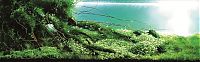 Fauna & Flora: fish aquarium