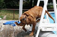 Fauna & Flora: dog shaking with his head