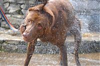 Fauna & Flora: dog shaking with his head