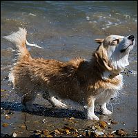 Fauna & Flora: dog shaking with his head