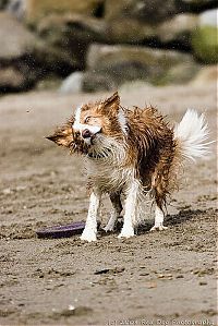 Fauna & Flora: dog shaking with his head