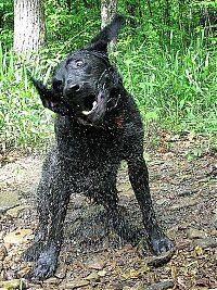 Fauna & Flora: dog shaking with his head