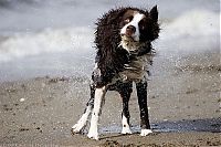 Fauna & Flora: dog shaking with his head