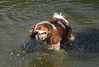 Fauna & Flora: dog shaking with his head