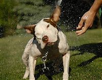 Fauna & Flora: dog shaking with his head