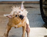 Fauna & Flora: dog shaking with his head