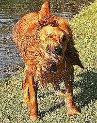 Fauna & Flora: dog shaking with his head