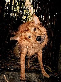 Fauna & Flora: dog shaking with his head