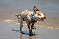 Fauna & Flora: dog shaking with his head