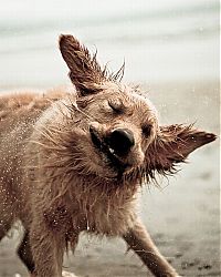 Fauna & Flora: dog shaking with his head