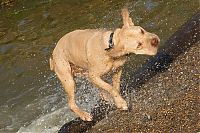 Fauna & Flora: dog shaking with his head