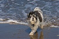 Fauna & Flora: dog shaking with his head