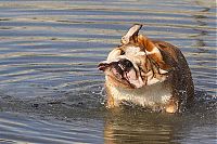 Fauna & Flora: dog shaking with his head