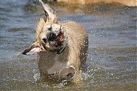 Fauna & Flora: dog shaking with his head