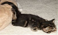 TopRq.com search results: planking cat