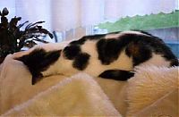 Fauna & Flora: planking cat