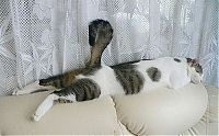 Fauna & Flora: planking cat