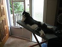 Fauna & Flora: planking cat