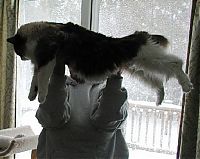 TopRq.com search results: planking cat