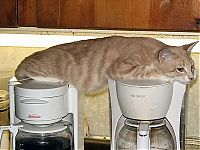 TopRq.com search results: planking cat