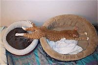 TopRq.com search results: planking cat