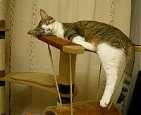 Fauna & Flora: planking cat