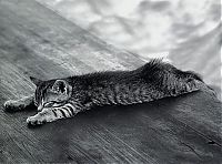 Fauna & Flora: planking cat