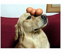 TopRq.com search results: dog with eggs