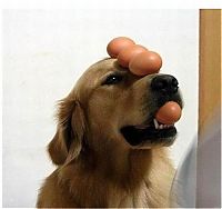 Fauna & Flora: dog with eggs