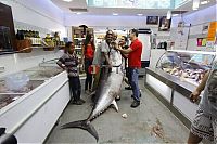 Fauna & Flora: Tuna fish caught by Eli Saban, Ashdod, Israel