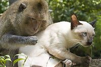 Fauna & Flora: monkey loves the cat