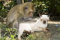Fauna & Flora: monkey loves the cat