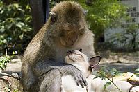 Fauna & Flora: monkey loves the cat