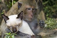 Fauna & Flora: monkey loves the cat