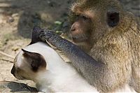 TopRq.com search results: monkey loves the cat