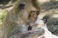 TopRq.com search results: monkey loves the cat