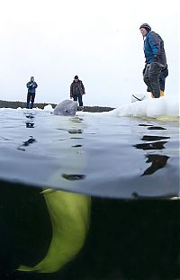 Fauna & Flora: Underwater world with Natalia Avseenko, The White Sea, Russia