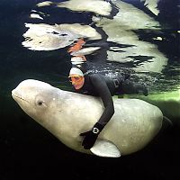 TopRq.com search results: Underwater world with Natalia Avseenko, The White Sea, Russia