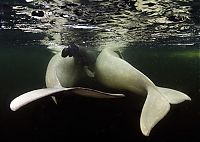 TopRq.com search results: Underwater world with Natalia Avseenko, The White Sea, Russia
