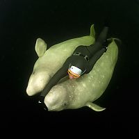 TopRq.com search results: Underwater world with Natalia Avseenko, The White Sea, Russia