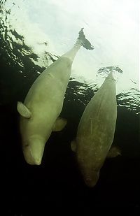 TopRq.com search results: Underwater world with Natalia Avseenko, The White Sea, Russia