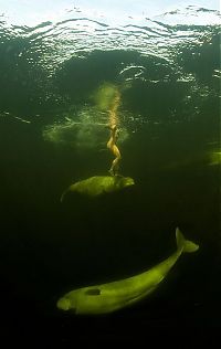 TopRq.com search results: Underwater world with Natalia Avseenko, The White Sea, Russia