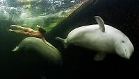 TopRq.com search results: Underwater world with Natalia Avseenko, The White Sea, Russia