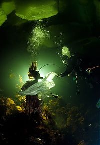 Fauna & Flora: Underwater world with Natalia Avseenko, The White Sea, Russia