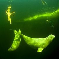 Fauna & Flora: Underwater world with Natalia Avseenko, The White Sea, Russia