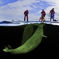 Fauna & Flora: Underwater world with Natalia Avseenko, The White Sea, Russia