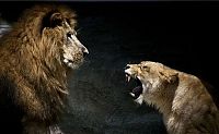 TopRq.com search results: beware of lioness