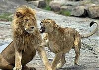 Fauna & Flora: beware of lioness